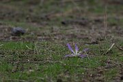 DPPhotography - Andalucia - False meadow saffron, Colchicum montanum - A