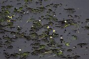DPPhotography - Andalucia - Pond water-crowfoot, Ranunculus peltatus - A
