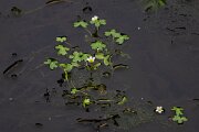 DPPhotography - Andalucia - Pond water-crowfoot, Ranunculus peltatus - B