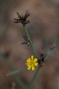 DPPhotography - Andalucia - Rush skeletonweed, Chondrilla juncea - A