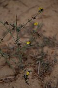 DPPhotography - Andalucia - Rush skeletonweed, Chondrilla juncea - B