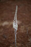 DPPhotography - Andalucia - Sea squill, Drimia maritima - B