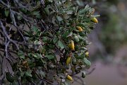 DPPhotography - Andalucia - Sweet acorn oak, Quercus rotundifolia - B