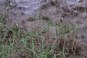 DPPhotography - Andalucia - Torpedo grass Panicum repens - B