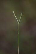 DPPhotography - Andalucia - Water finger-grass, Paspalum distichum - B