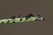 DPPhotography - Andalucia - Water finger-grass, Paspalum distichum - C