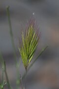 DPPhotography - Extremadura - Bromus rubens - A