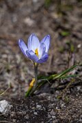 DPPhotography - Extremadura - Crocus carpetanus - A