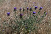 DPPhotography - Extremadura - Cynara humilis - B