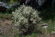 DPPhotography - Extremadura - Cytisus multiflorus - A