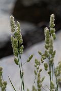 DPPhotography - Extremadura - Dactylis glomerata - A