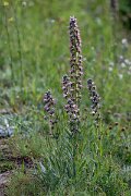 DPPhotography - Extremadura - Echium lusitanicum - A