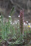 DPPhotography - Extremadura - Echium lusitanicum - B