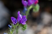 DPPhotography - Extremadura - Echium plantagineum - A