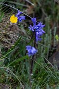 DPPhotography - Extremadura - Hyacinthoides non-scripta - A