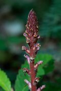 DPPhotography - Extremadura - Ivy broomrape - B