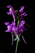 DPPhotography - Extremadura - Linaria triornithophora - A