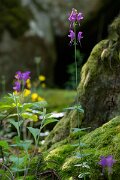 DPPhotography - Extremadura - Linaria triornithophora - B