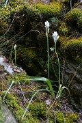 DPPhotography - Extremadura - Ornithogalum concinnum - A
