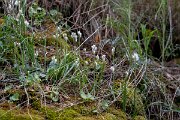 DPPhotography - Extremadura - Ornithogalum concinnum - B