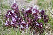 DPPhotography - Extremadura - Pedicularis sylvatica - A