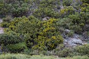 DPPhotography - Extremadura - Pyrenean broom - A