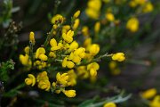 DPPhotography - Extremadura - Pyrenean broom - E
