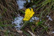DPPhotography - Extremadura - Ranunculus gramineus - A