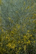 DPPhotography - Extremadura - Retama sphaerocarpa - B