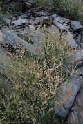DPPhotography - Extremadura - Rumex induratus - A