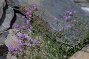 DPPhotography - Extremadura - Spergularia purpurea - B