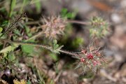 DPPhotography - Extremadura - Trifolium stellatum - A