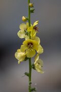 DPPhotography - Extremadura - Verbascum virgatum - A