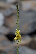 DPPhotography - Extremadura - Verbascum virgatum - B