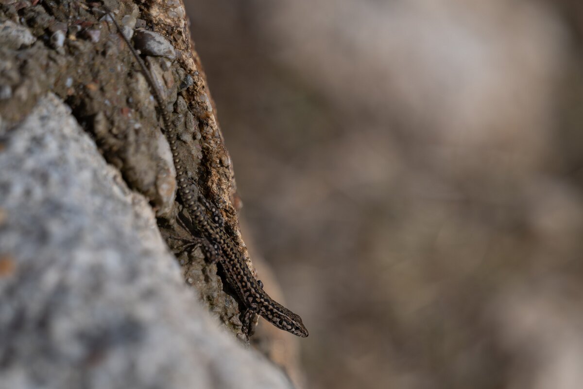 DPPhotography - Andalucia - Geniez's wall lizard, Podarcis virescens - A.jpg - Geniez's wall lizard, Podarcis virescens - Sierra de Andújar