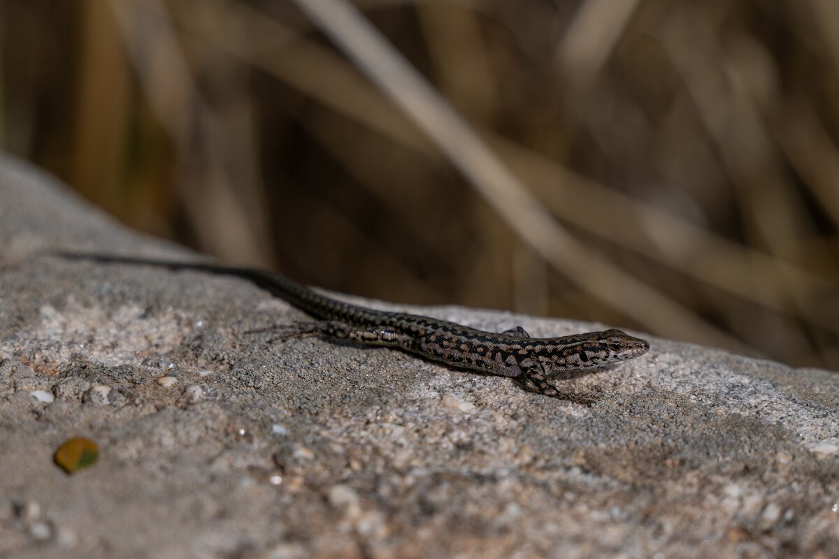 DPPhotography - Andalucia - Geniez's wall lizard, Podarcis virescens - E.jpg - Geniez's wall lizard, Podarcis virescens - Sierra de Andújar