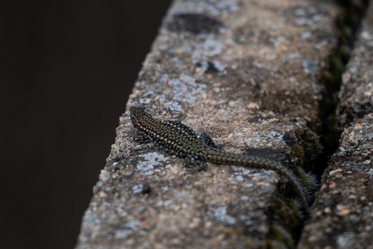 DPPhotography - Andalucia - Geniez's wall lizard, Podarcis virescens - G.jpg - Geniez's wall lizard, Podarcis virescens - Sierra de Andújar