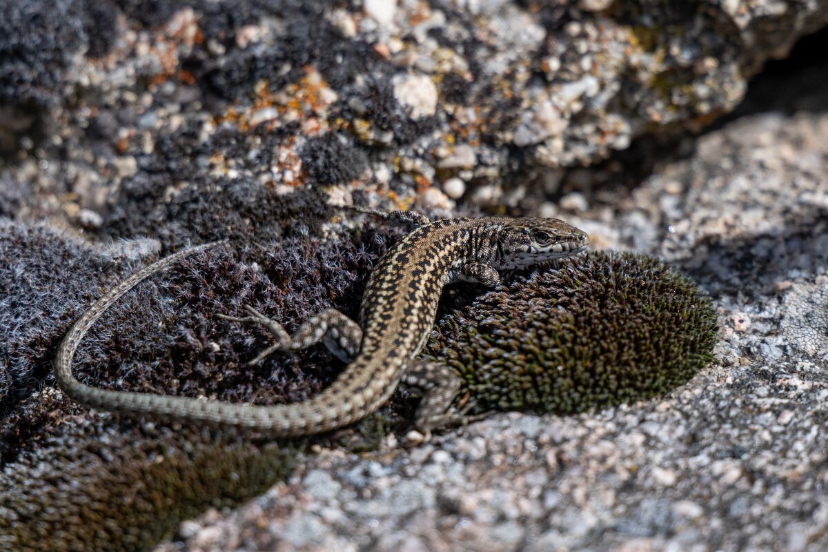 DPPhotography - Extremadura - Guadarrama wall lizard - B.jpg - Guadarrama wall lizard, Podarcis guadarramae - Rio Tormes, Castilla y León