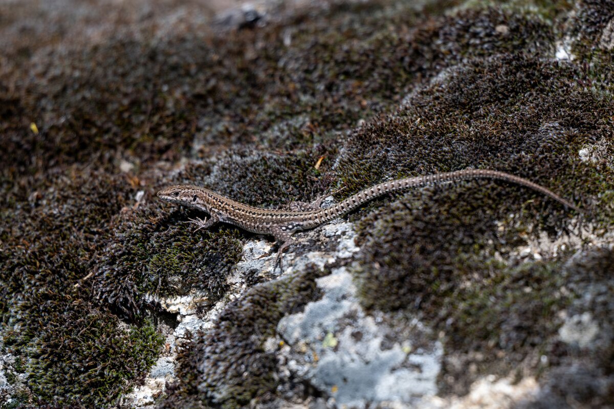 DPPhotography - Extremadura - Guadarrama wall lizard - D.jpg - Guadarrama wall lizard, Podarcis guadarramae - Rio Tormes, Castilla y León