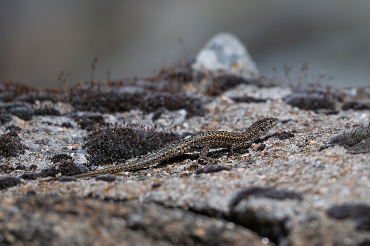 DPPhotography - Extremadura - Guadarrama wall lizard - F.jpg - Guadarrama wall lizard, Podarcis guadarramae - Rio Tormes, Castilla y León