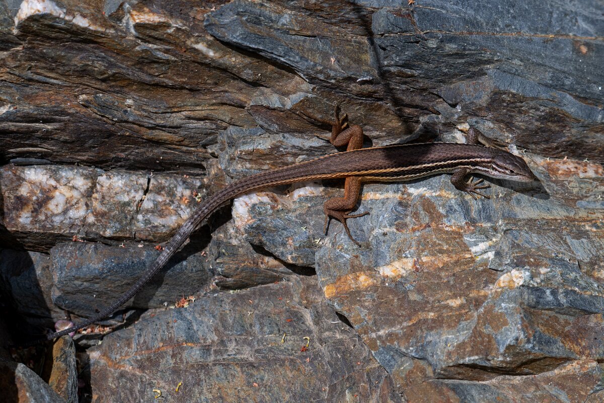 DPPhotography - Extremadura - Large psammodromus - A.jpg - Large psammodromus, Psammodromus algirus - Puentes de Don Francisco, Embalse de Jose Maria de Oriol