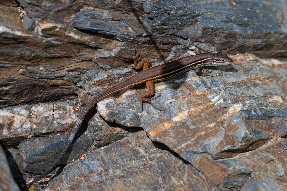 DPPhotography - Extremadura - Large psammodromus - B.jpg - Large psammodromus, Psammodromus algirus - Puentes de Don Francisco, Embalse de Jose Maria de Oriol