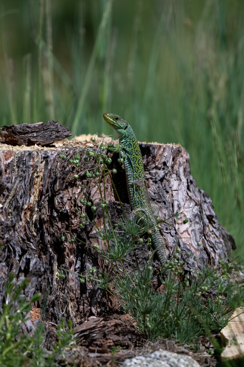 DPPhotography - Extremadura - Ocellated lizard - A.jpg - Ocellated lizard, Timon lepidus - Rio Tormes, Castilla y León