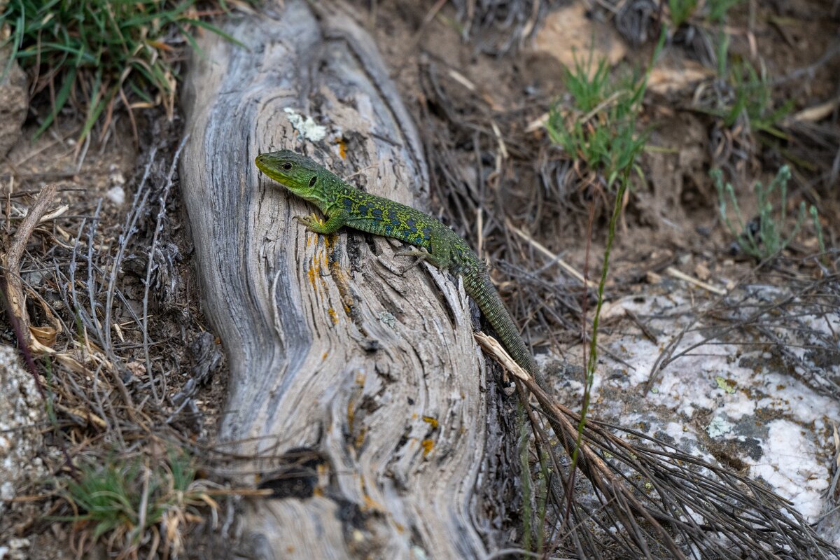 DPPhotography - Extremadura - Ocellated lizard - F.jpg - Ocellated lizard, Timon lepidus - Rio Tormes, Castilla y León