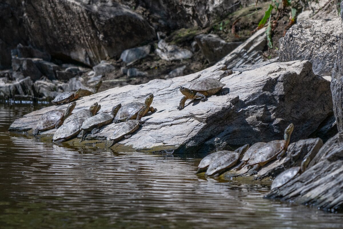 DPPhotography - Extremadura - Spanish pond-turtle - B.jpg - Mediterranean pond turtle, Mauremys leprosa - Río Magasca, Extremadura