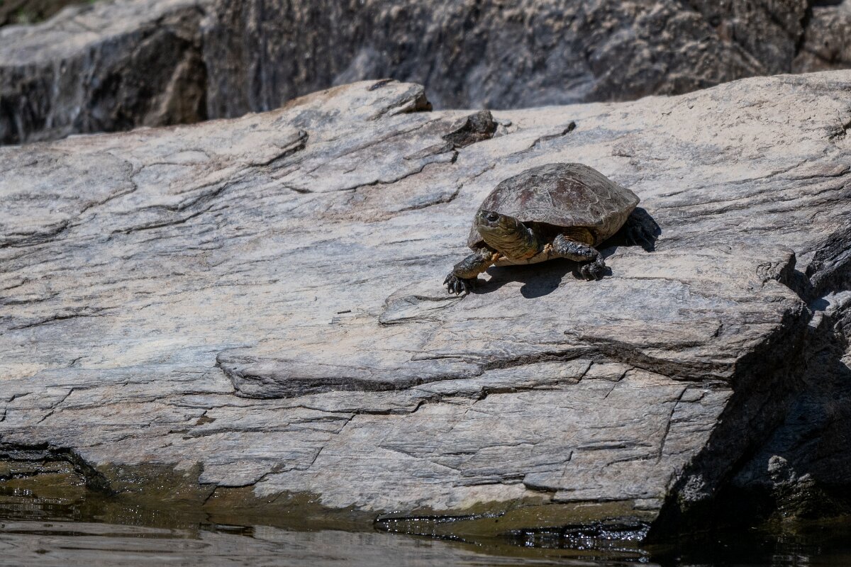 DPPhotography - Extremadura - Spanish pond-turtle - C.jpg - Mediterranean pond turtle, Mauremys leprosa - Río Magasca, Extremadura