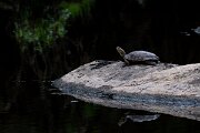 DPPhotography - Andalucia - European pond turtle Emys orbicularis - A