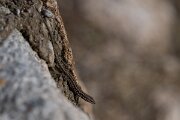 DPPhotography - Andalucia - Geniez's wall lizard, Podarcis virescens - A