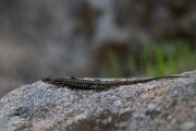 DPPhotography - Andalucia - Geniez's wall lizard, Podarcis virescens - C