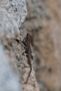 DPPhotography - Andalucia - Geniez's wall lizard, Podarcis virescens - D